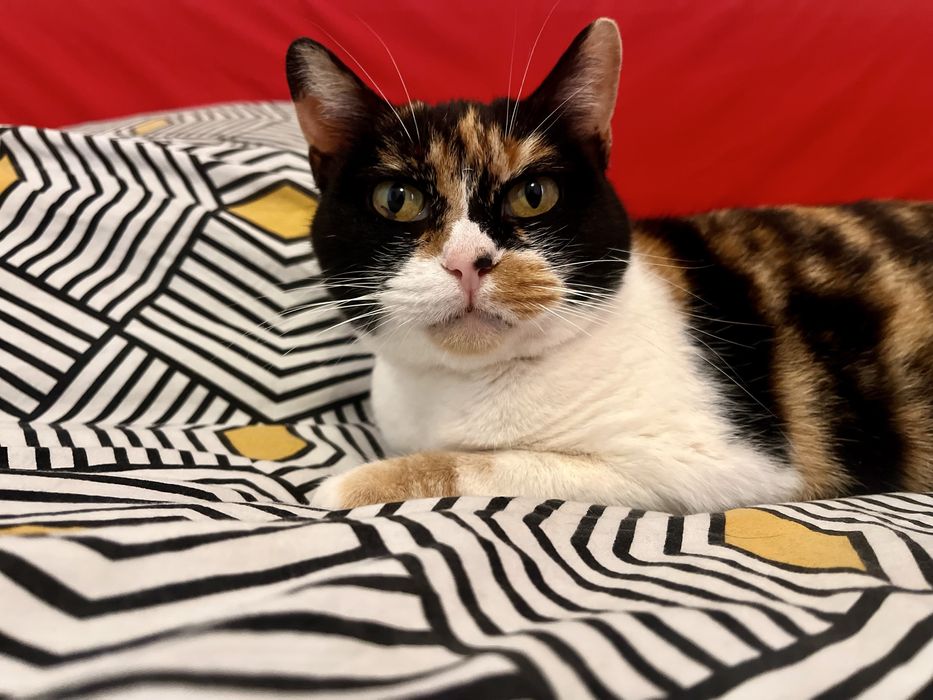 Mimi uma gata para adopção responsável