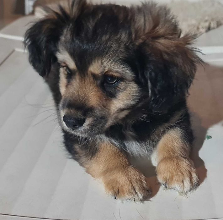 Szczeniaki małej mamy czekają na domy.