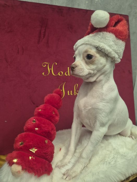 Chihuahua tessa przepiekna dziewczynka krótkowłosa