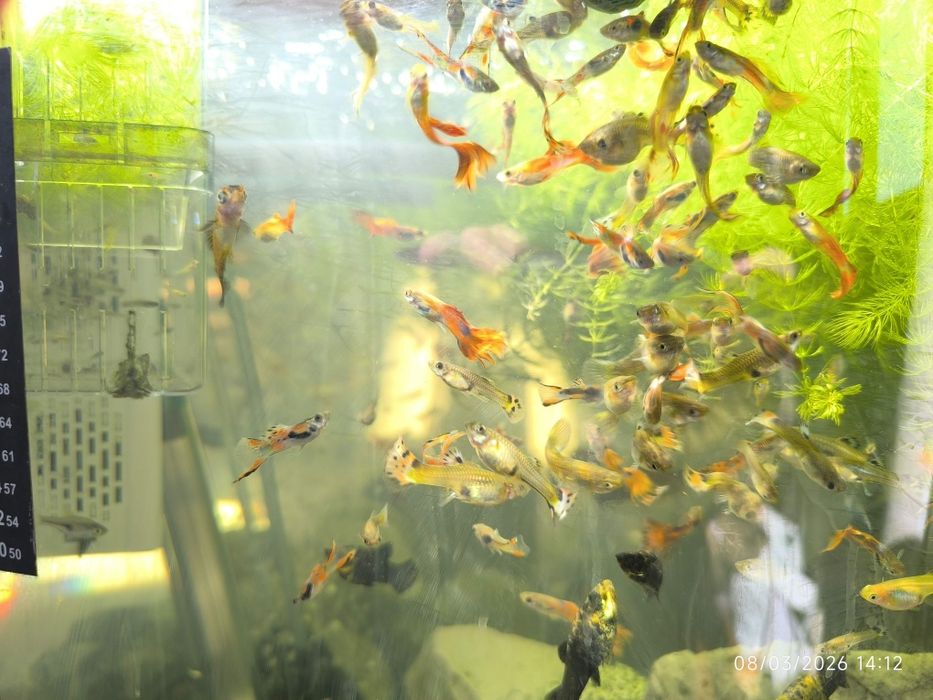Peixes de aquário guppys.