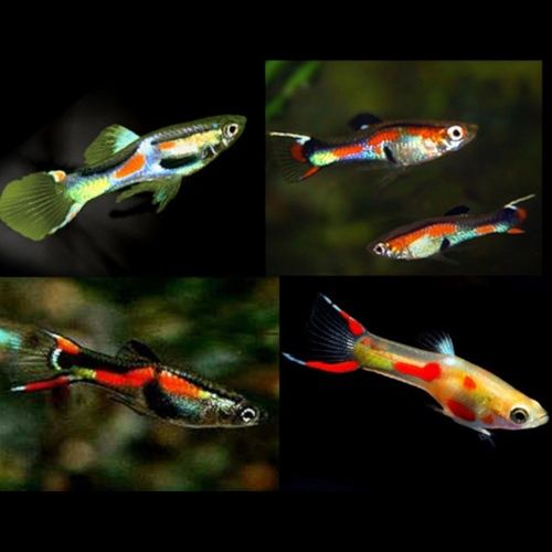 Endlers   jovens