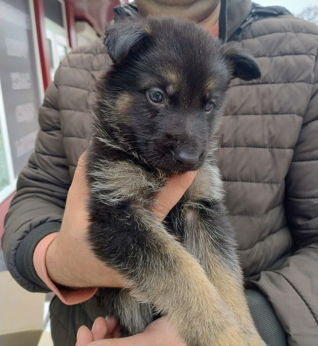 Щенки немецкой овчарки