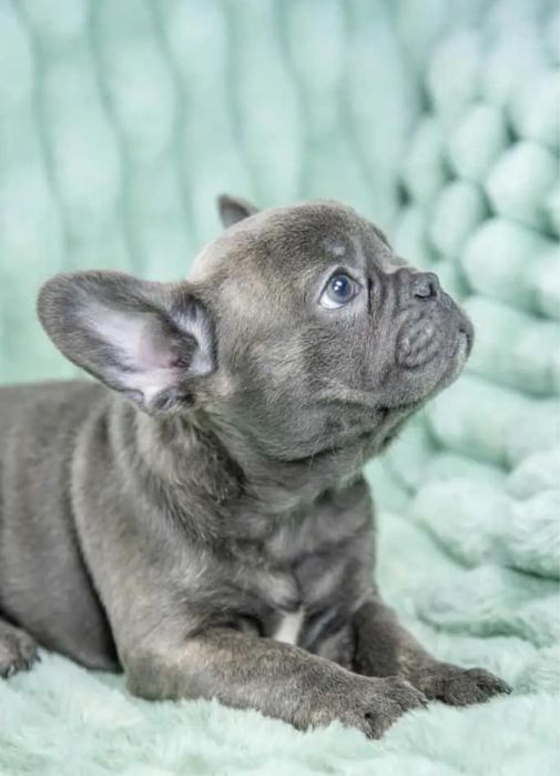 Bulldog Frances femea 2 meses