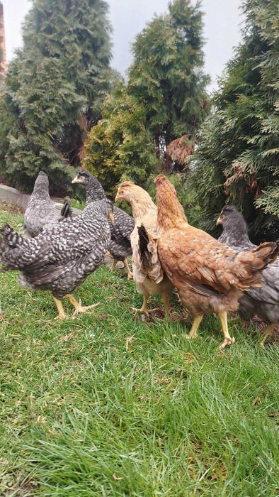 Green Shell Zielone Jajka Kury