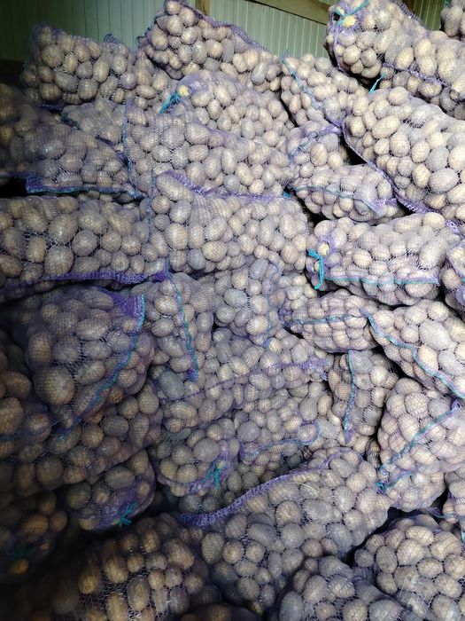 продам картоплю сортів сорая, берніна
