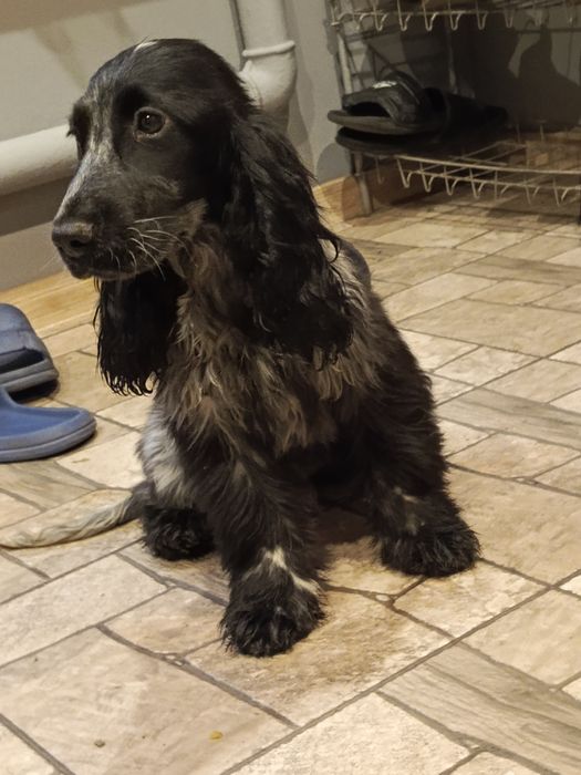 Piesek rasy Cocker Spaniel