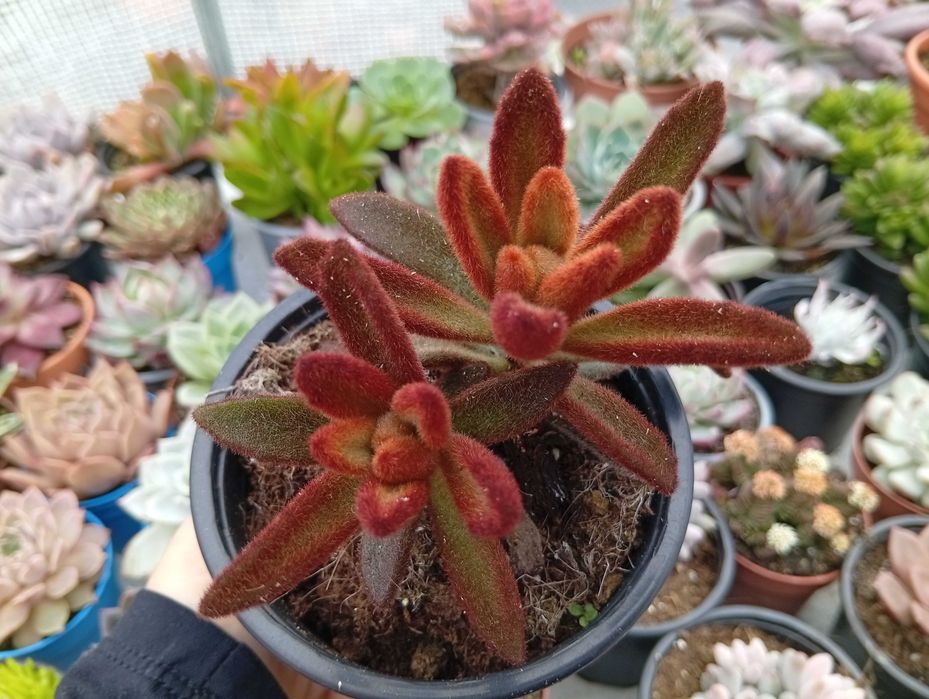 Suculentas várias espécies