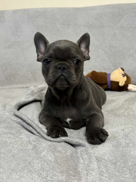 Buldog Francuski suczka niebieska Elza rodowód