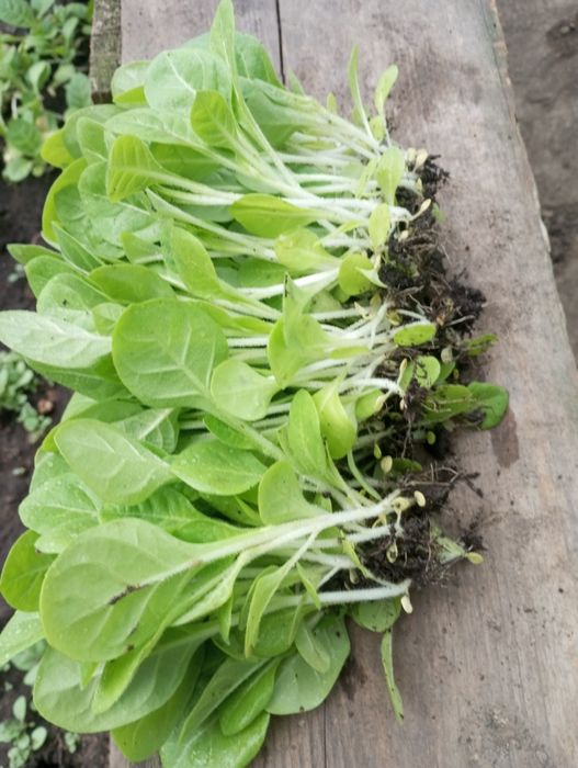 Приймаю замовлення на росаду тютюна є різні сорта