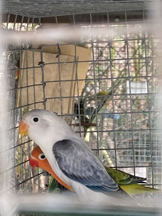 Agaporni fisher opalino cinza euwing