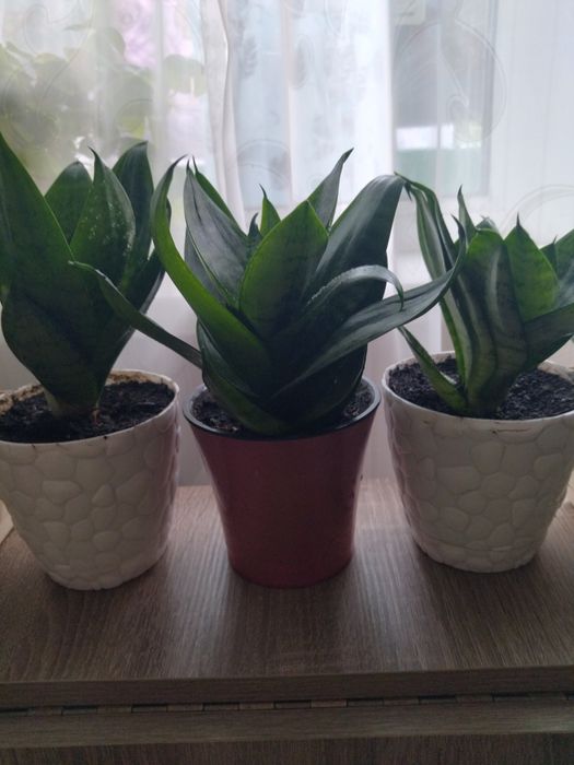 Комнатное растение