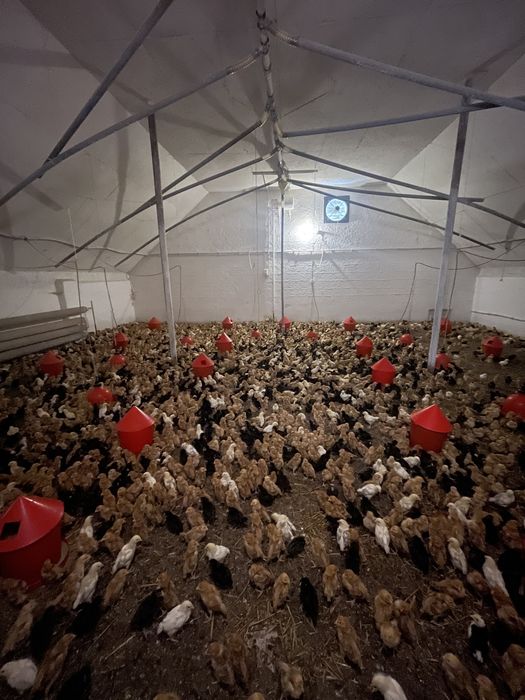 Kury nioski rasa Rosa