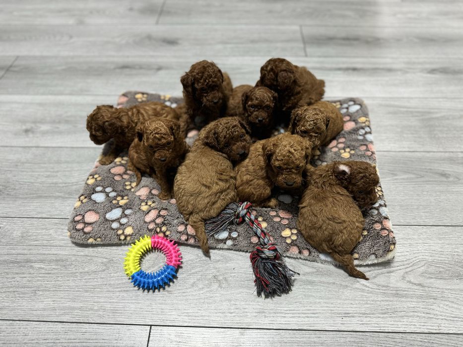 Цуценята той-пуделя в рідкісному окрасі фантом — бронювання відкрито!