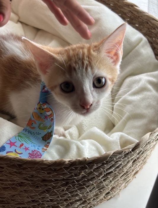 Gatinho 2 meses para adoção responsável