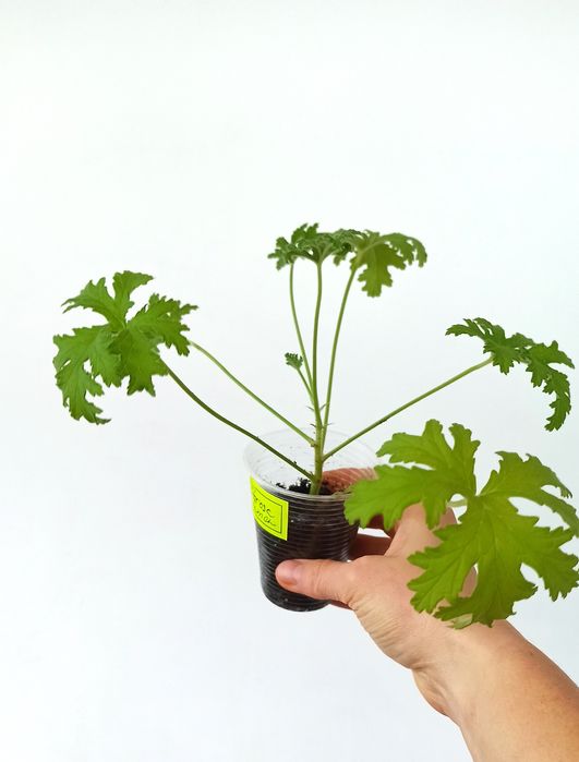 Пеларгонія духмяна