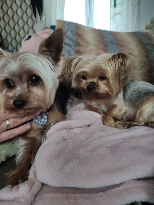 Szczeniaki York szukają domków