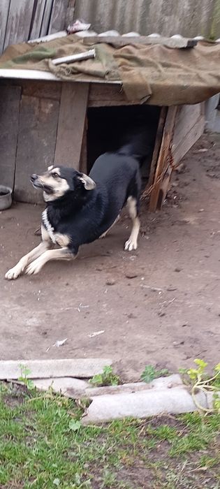 Віддам собачку в гарні руки