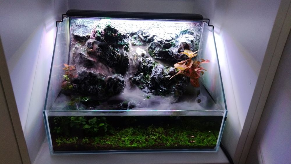 Paludarium Invital 45cm + Caridina cristal red akwarium krewetkarium i terrarium w jednym