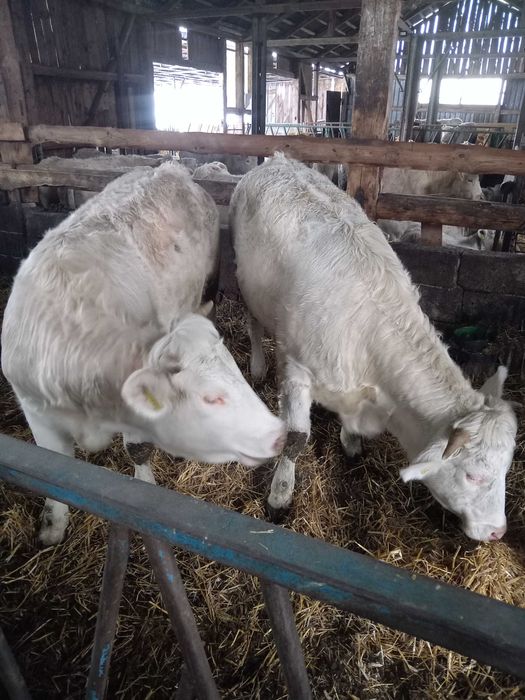 Charolaise jałówki