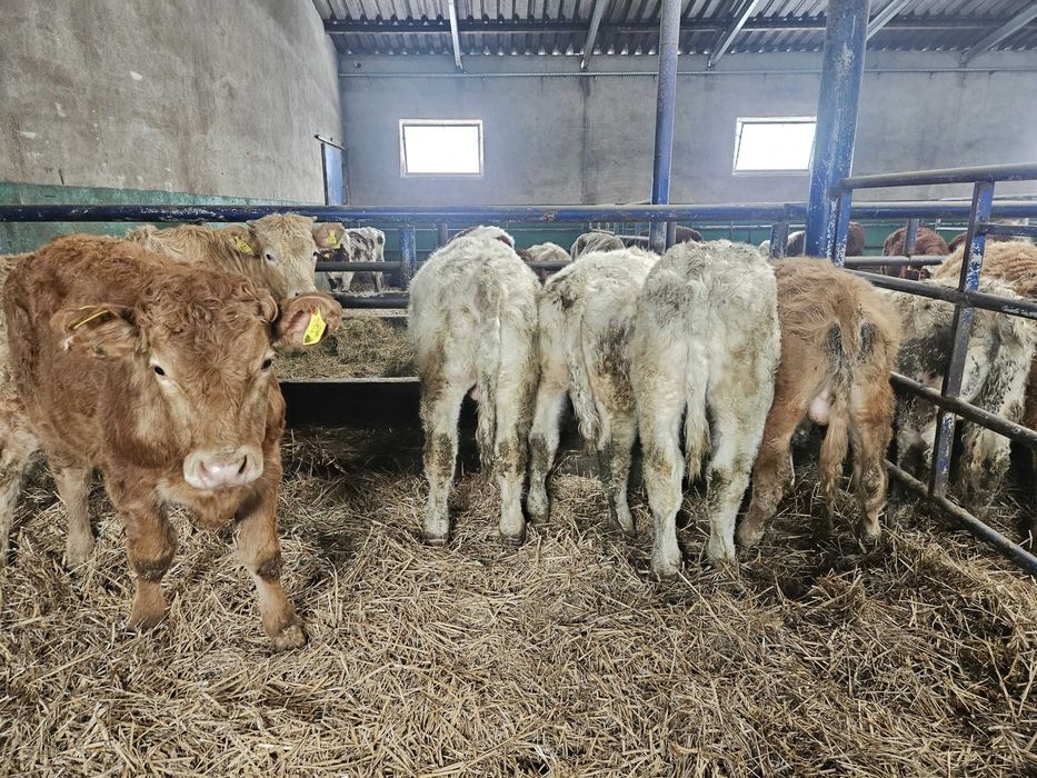 byczki byki odsadki mięsne krzyżówki Charolais