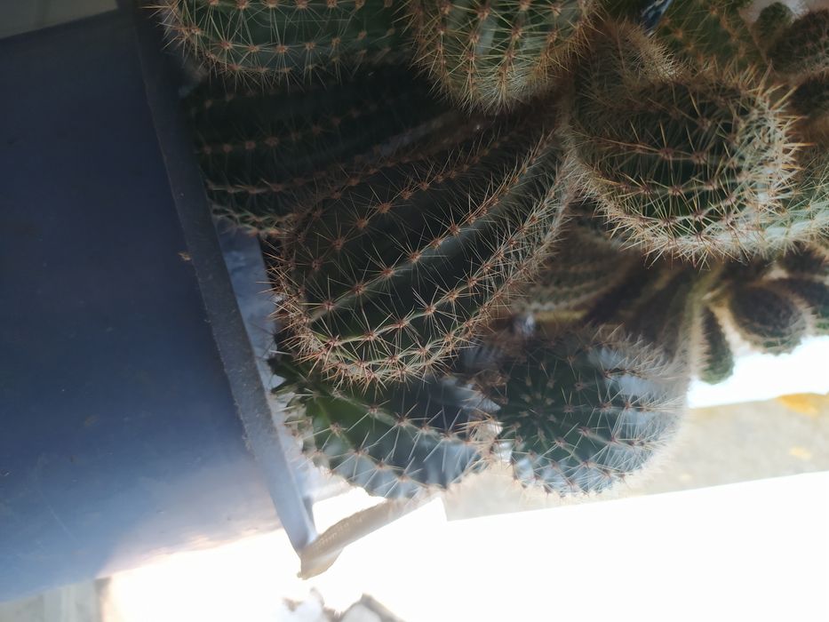 Кактусы многолетние