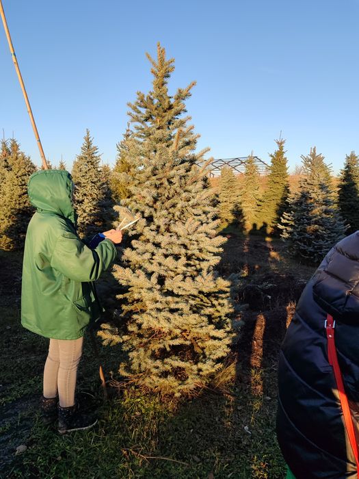 Ялиця, ялинка новорічна, туя, ялина, сосна, ель голубая  від 100гр,