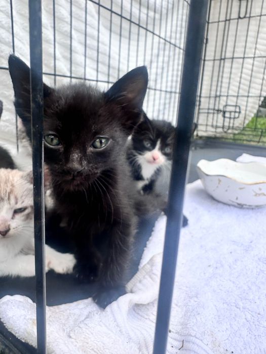 Gatinhos para doação