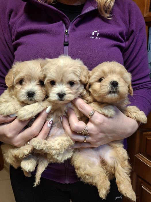 Невероятные Мальтипу!