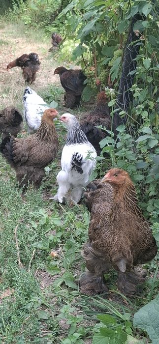 Продам Курчата Брама