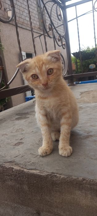 Кошенята шукають свою родину