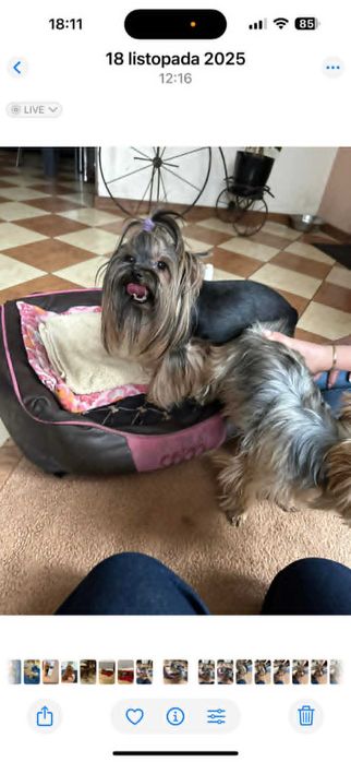 SUCZKA YORKSHIRE TERRIER - czteropokoleniowy rodowód