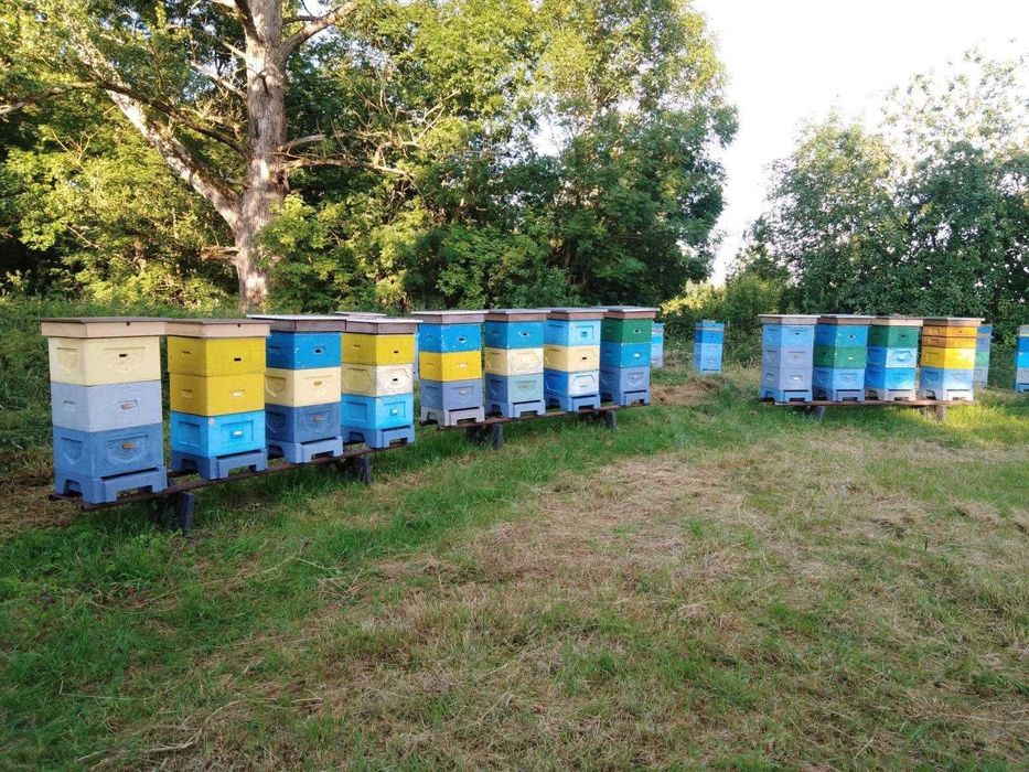 Przezimowane rodziny pszczele