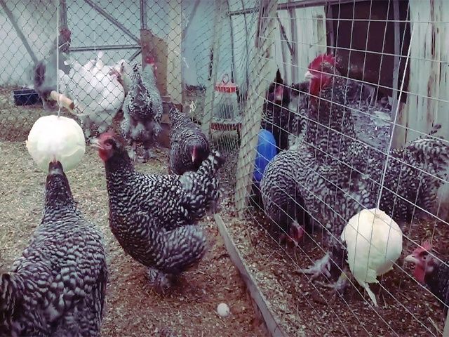 Інкубаційне яйце та курчата, Мехеленська зозуля(Малин):смугастий,білий