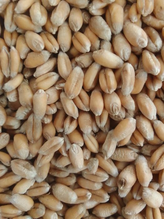 Sprzedam pszenica ozimą Artist