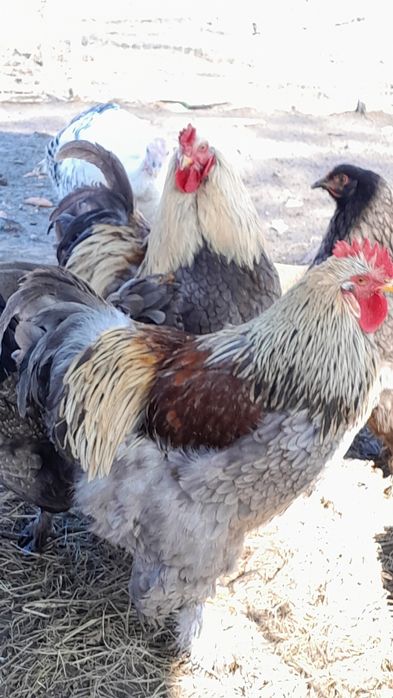 Продам півнів ( Брама )