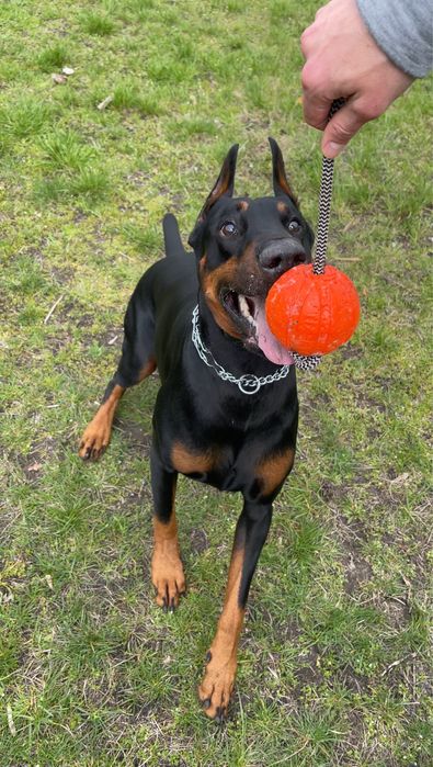 Кінолог . Дресирування собак