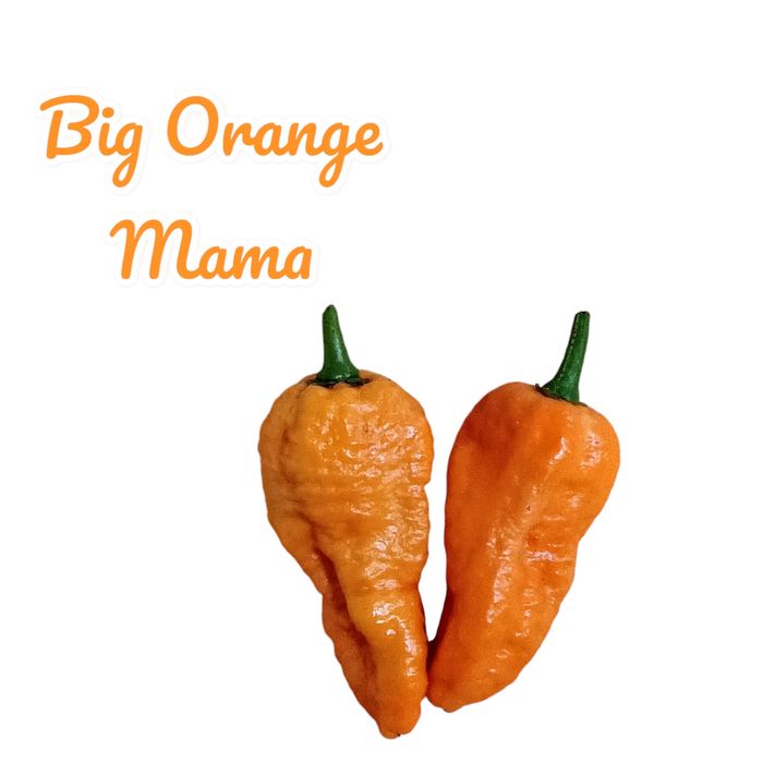 Vendo sementes de malaguetas/ pimentas raras de muitas variedades