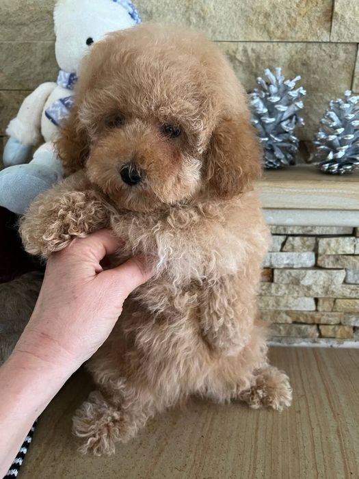 Мальтіпу пудель Вінниця