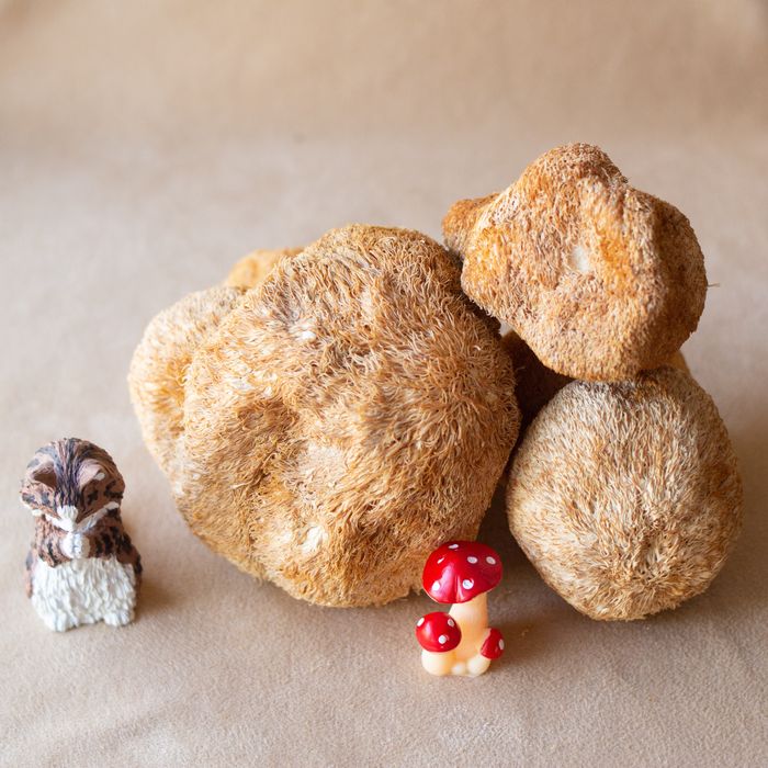 Ежовик гребенчатый гриб сухой, їжовик, lion's mane, ежевик,(Gericium)