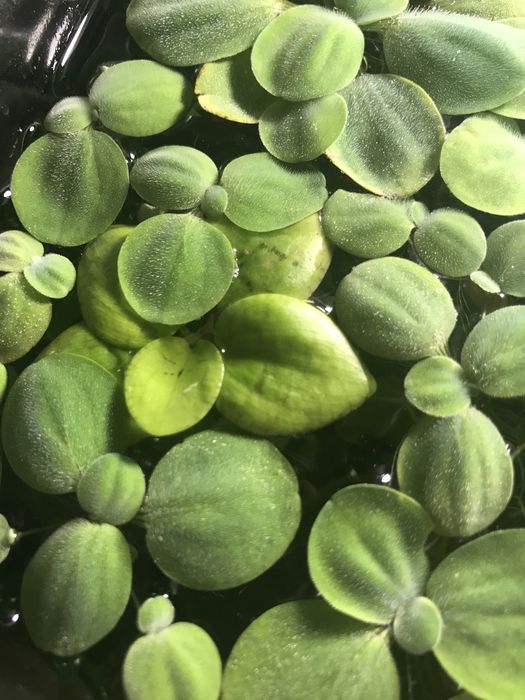 Акваріумні рослини пістія(водяний салат),лимнобіум
