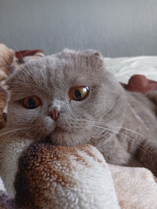 Кот для вязки! Ищем подругу )