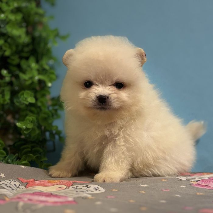 шикарний Хлопчик Міні