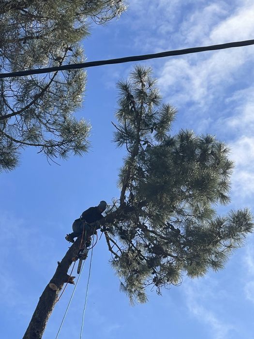 Limpeza 77 terrenos corte de pinheiro jardim  pintura de casa reformar