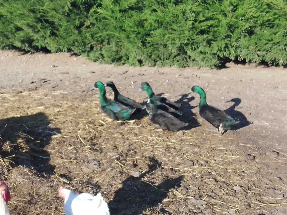 Gansos galinhas patos perus