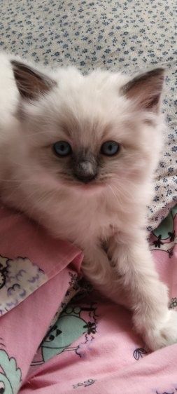 Śliczny kocurek ragdoll