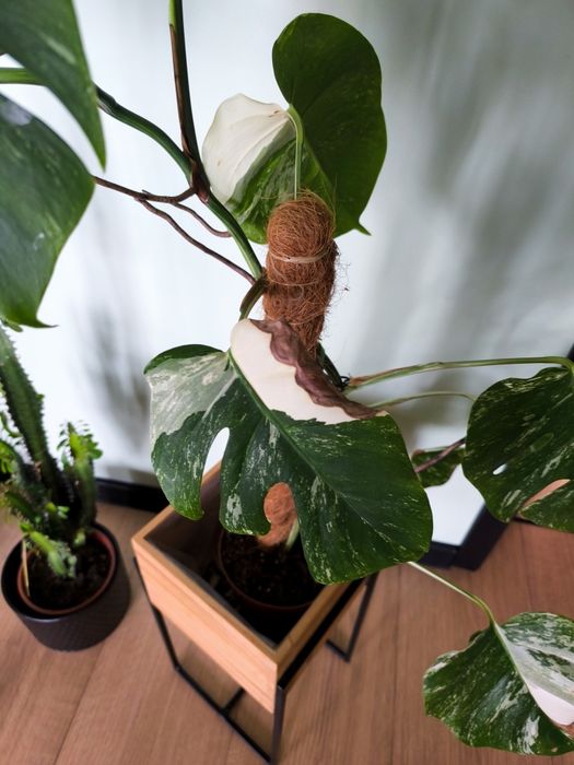 Monstera Thai Constellation