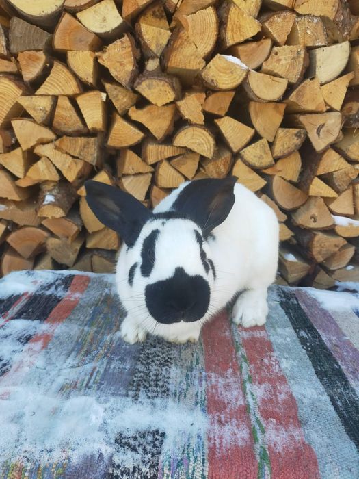 Кролики строкачі . Шиншила