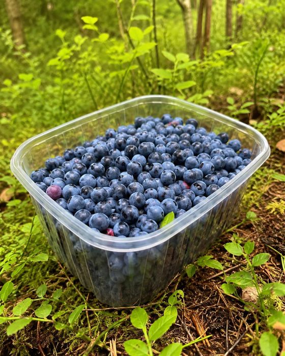 Końcówka Sezonu! Jagoda leśna swieza