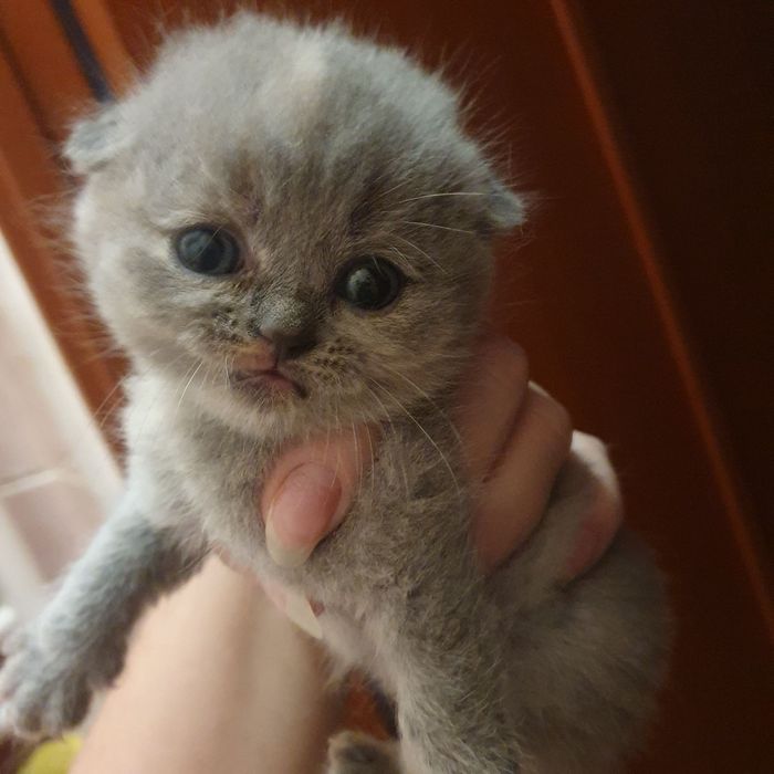 Шотландське щастя