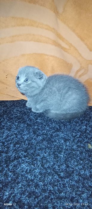 Шикарна дівчинка фолд